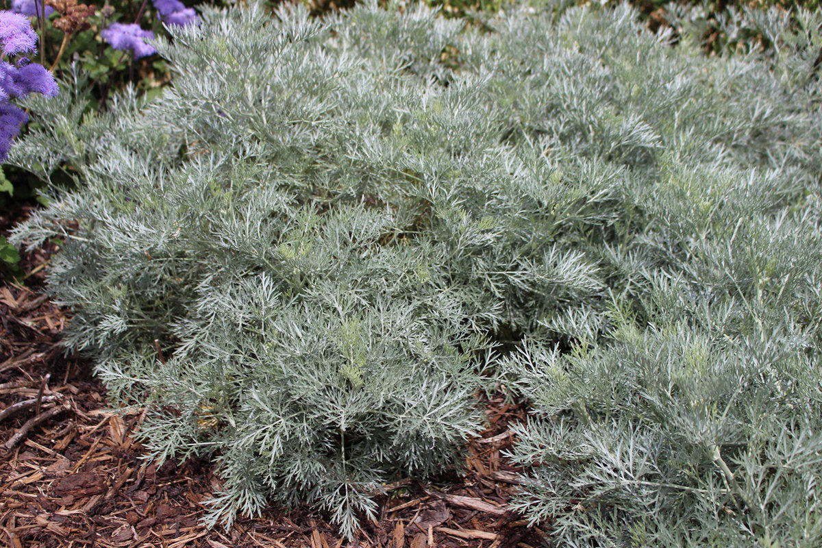 Artemisia 'Powis Castle' (1)